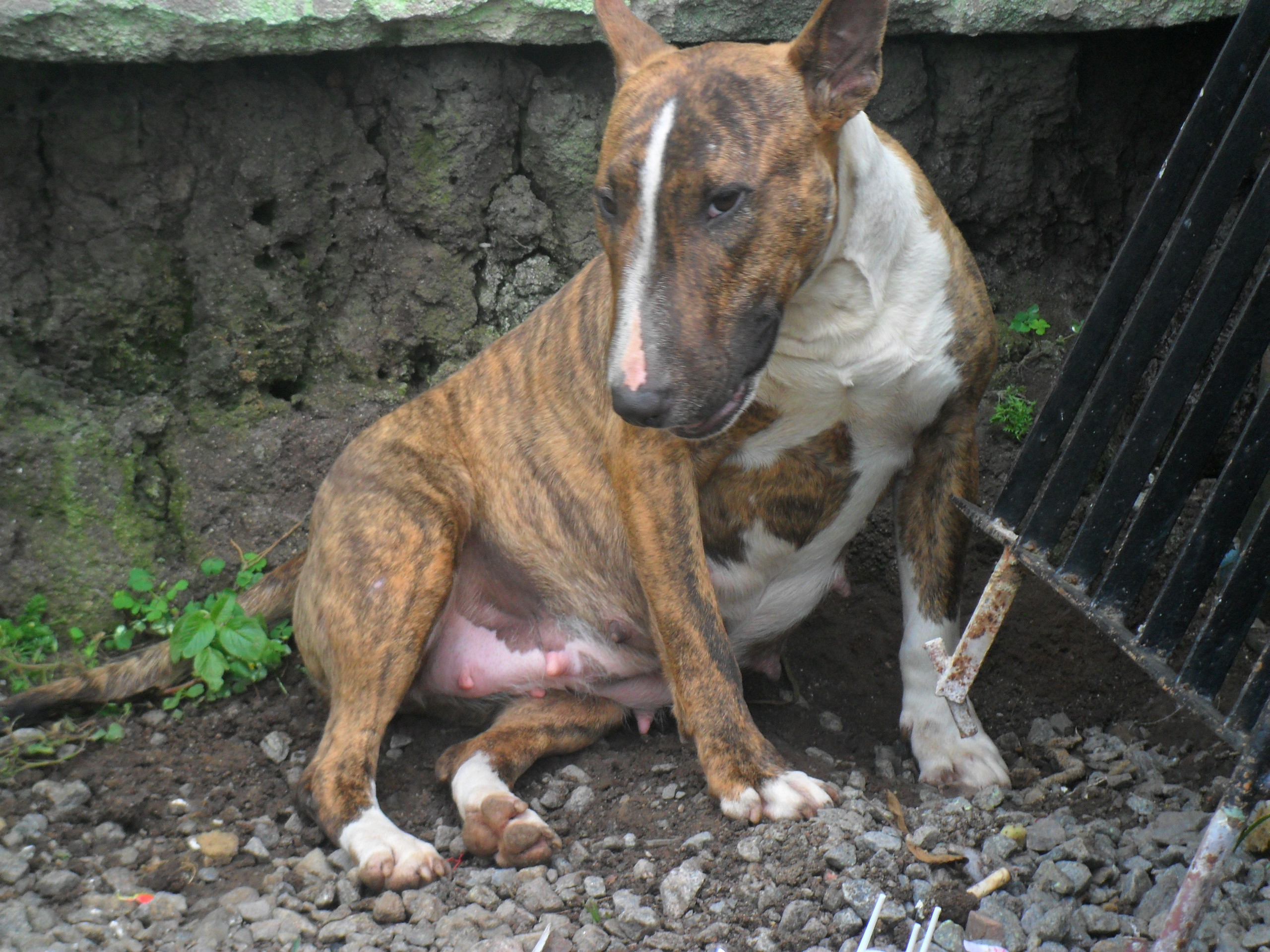 Filhotes bullterrier